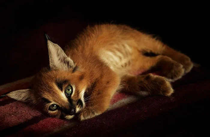 Is This The Cutest Cat Species Ever?