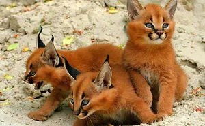 Is This The Cutest Cat Species Ever?