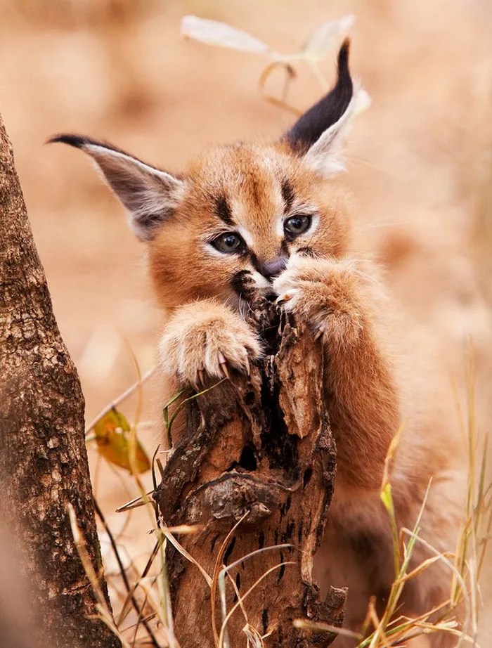 Is This The Cutest Cat Species Ever?