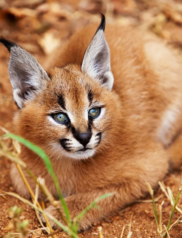 Is This The Cutest Cat Species Ever?