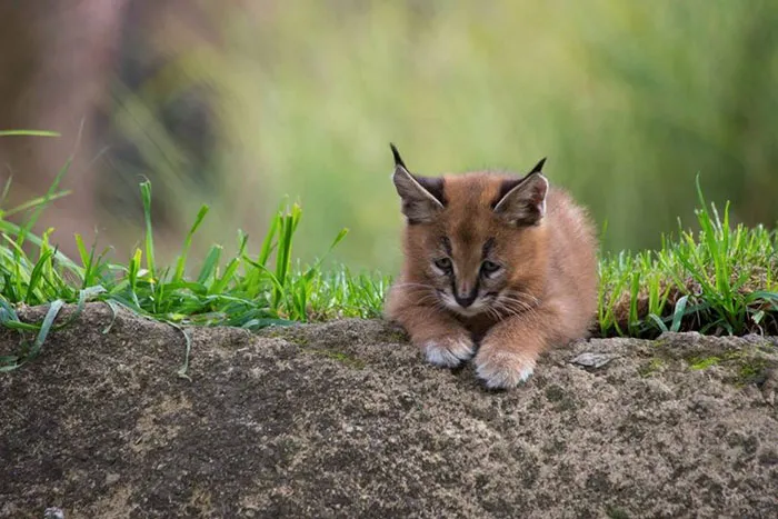 Is This The Cutest Cat Species Ever?