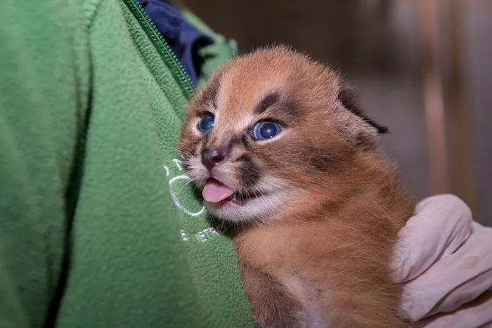 Is This The Cutest Cat Species Ever?