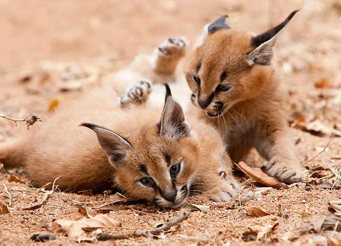 Is This The Cutest Cat Species Ever?