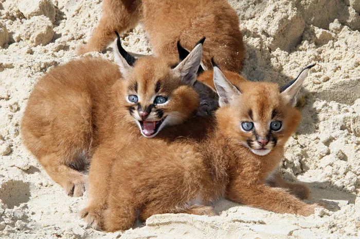 Is This The Cutest Cat Species Ever?