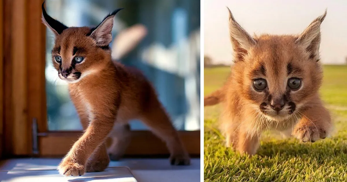 ¿Será esta la especie felina más adorable del mundo?