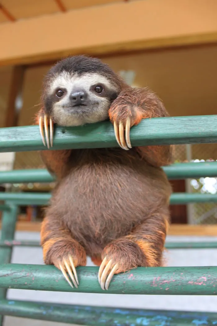 100 Unbearably Cute Sloth Pics To Celebrate The International Sloth Day