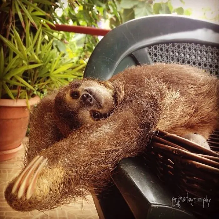 100 Unbearably Cute Sloth Pics To Celebrate The International Sloth Day