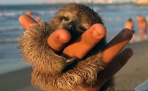 100 Unbearably Cute Sloth Pics To Celebrate The International Sloth Day
