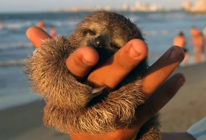 100 Unbearably Cute Sloth Pics To Celebrate The International Sloth Day