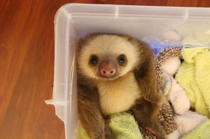 100 Unbearably Cute Sloth Pics To Celebrate The International Sloth Day