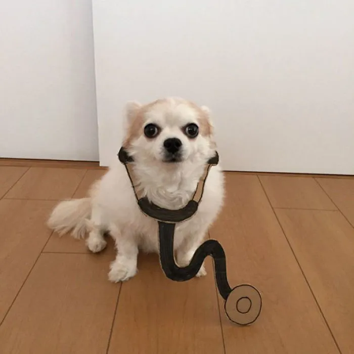Japanese Woman Creates Hilarious Cardboard Cutouts With Her Dog (59 Pics)