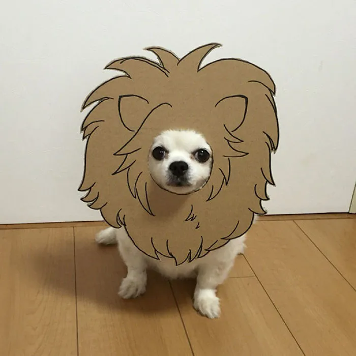 Japanese Woman Creates Hilarious Cardboard Cutouts With Her Dog (59 Pics)