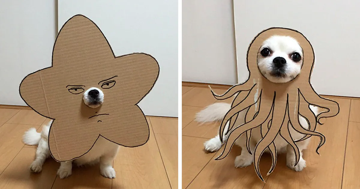 Esta japonesa crea divertidos disfraces de cartón para su perro