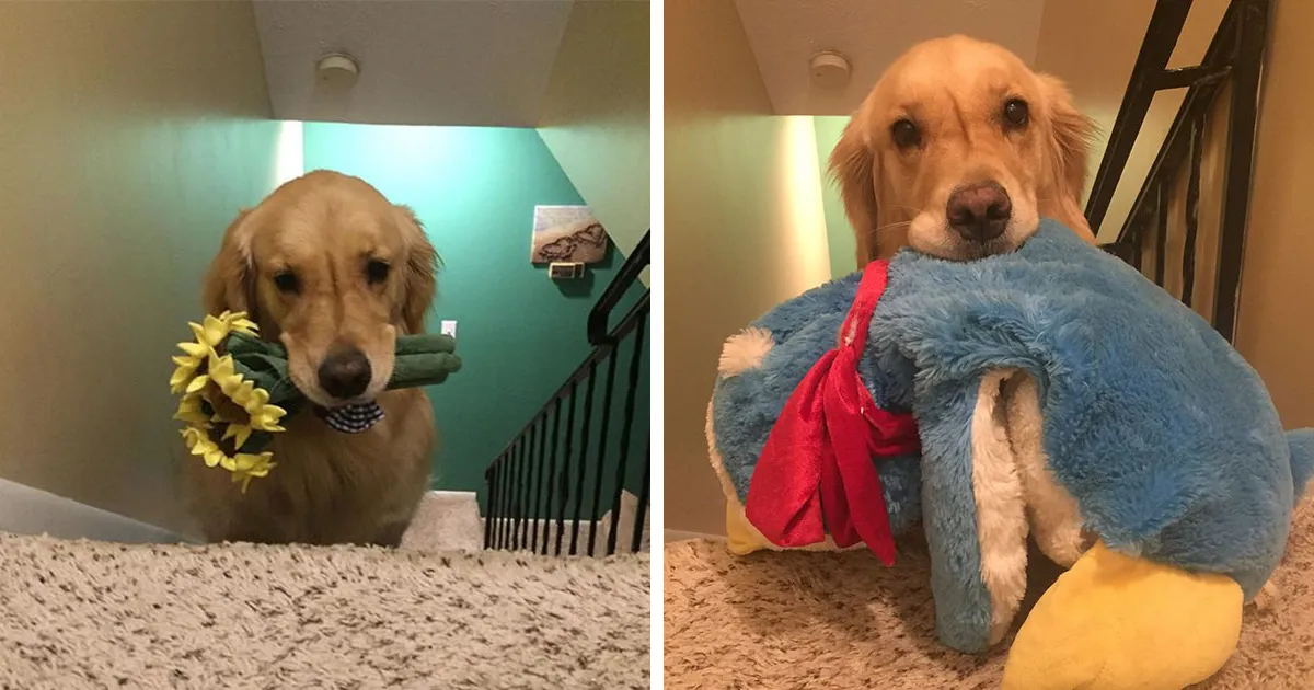 Este perro de terapia se lleva cada noche un juguete distinto a la cama