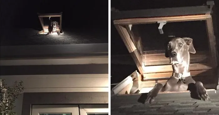 Officers Arrived To Catch A Home Intruder, But Then 'Died Laughing'