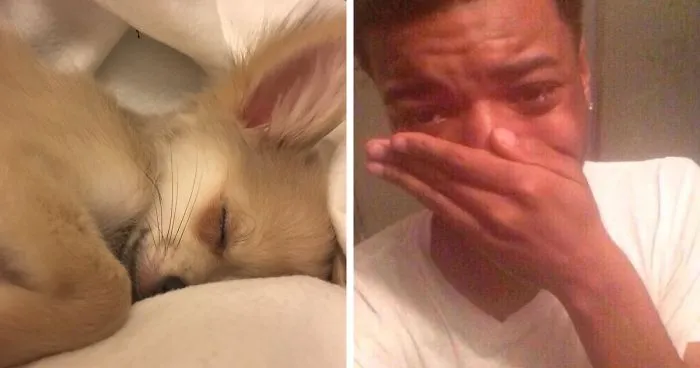 Experts Say Dogs Dream About Their Humans, People Can't Stop Crying