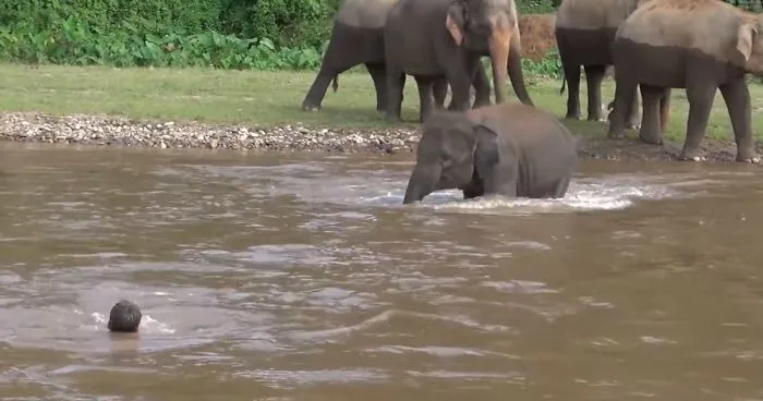 Elephant Sees A Guy Drowning, Rushes To Save Him