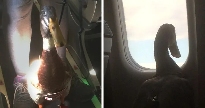Guy Brings 'Emotional Support Duck' On The Plane, Makes Everyone Feel Better
