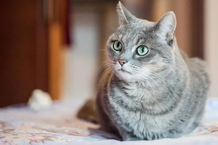 Too Beautiful To Be Adopted