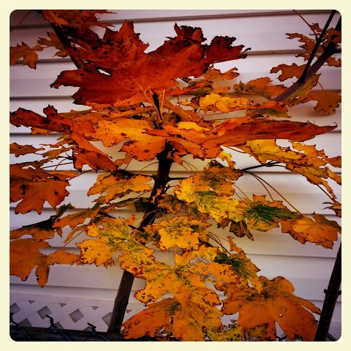 Small Maple Tree  In October