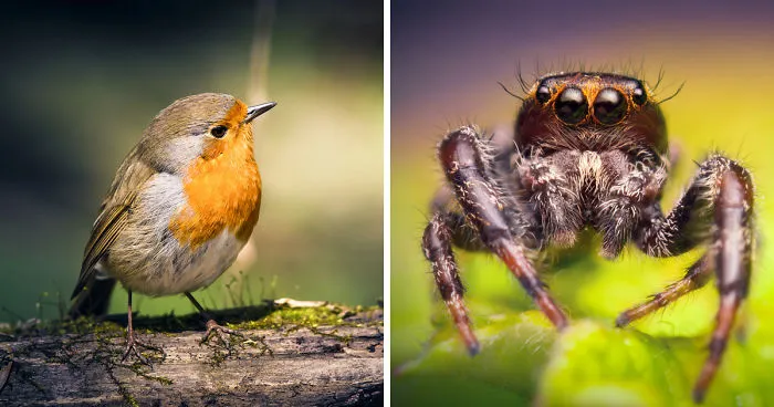 Can You See The Life Behind The Form?    
i Take Animal Portraits To Show Life Is The Same Behind All Form
