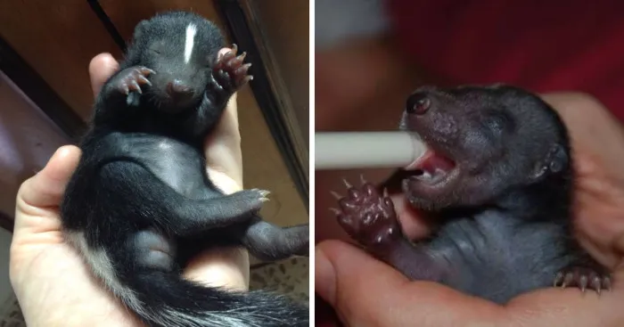 Our Little Cute Gang Of Baby Skunks