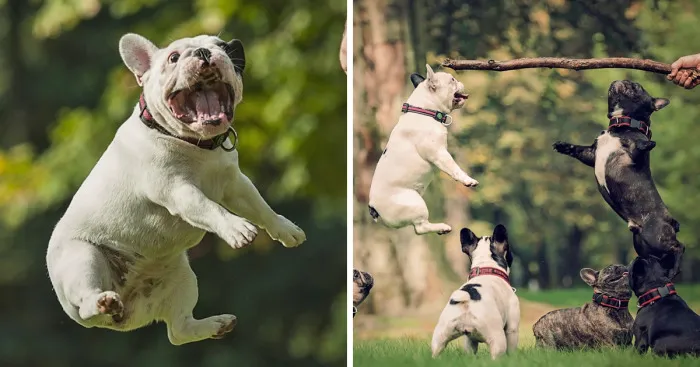 These Dogs Are Having A Birthday Party