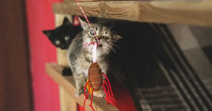 Catography With My Furry Friends (Part 3)