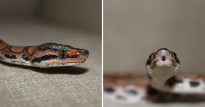 The Last Photoshoot Of My Snake Amber