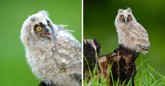 Pictures Of Adorable Baby Owls