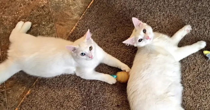 I Adopted Precious Cat-Brothers Romulus And Remus