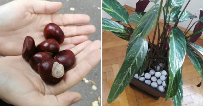 We Have Collected Chestnut To Decorate Our Flowers