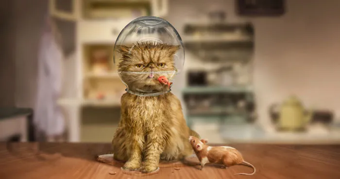 I Create Surreal Photos Of My Pets Using Photoshop (Part 2)