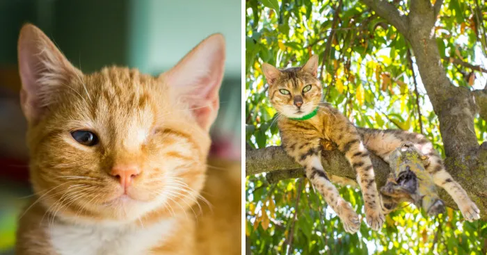 I Photograph Cats And Kittens At The Cat House On The Kings To Promote Adoption