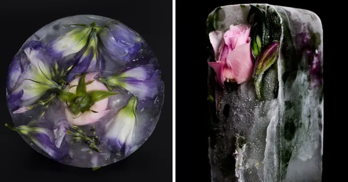 I Photograph The Beauty Of Half Frozen – Half Alive Flowers