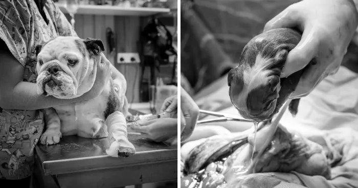 I Documented Bulldog C-Section