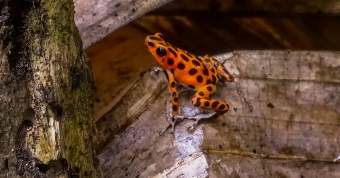 I Started A Documentary To Save Poison Dart Frogs And Their Rainforests