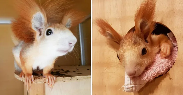 Adventures Of My Siberian Squirrel Fluffy