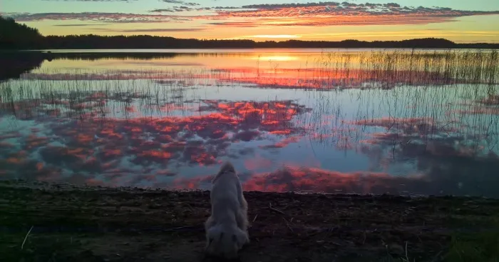 My Puppy's First Summer