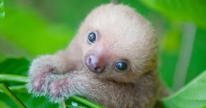 100 Unbearably Cute Sloth Pics To Celebrate The International Sloth Day