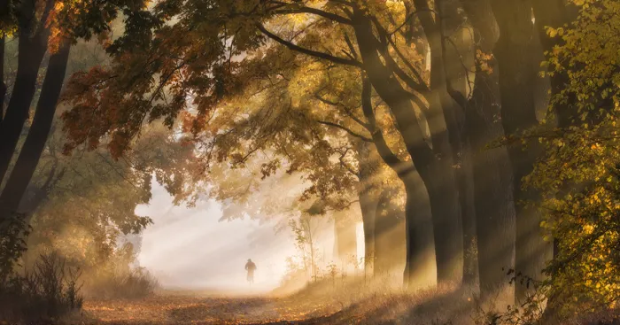 I Visited The Maple Alley In Złoty Potok, Poland To Capture The True Heart Of Autumn