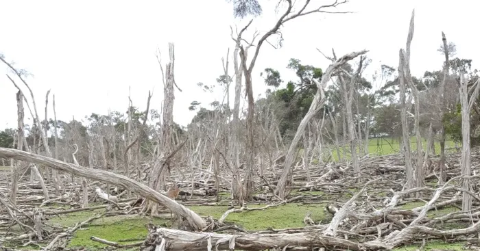 Find Momma Kangaroo In The Pic
