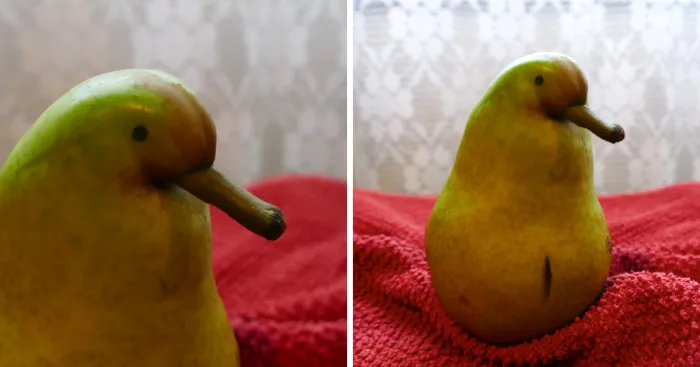 A Little Birdie Pear