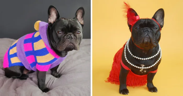 I Sent My French Bulldog On The Time Machine To Find The Perfect Sweater (9 Pics)