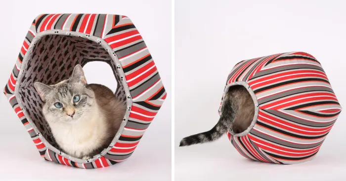 If You Thought Your Cat Was A Pirate