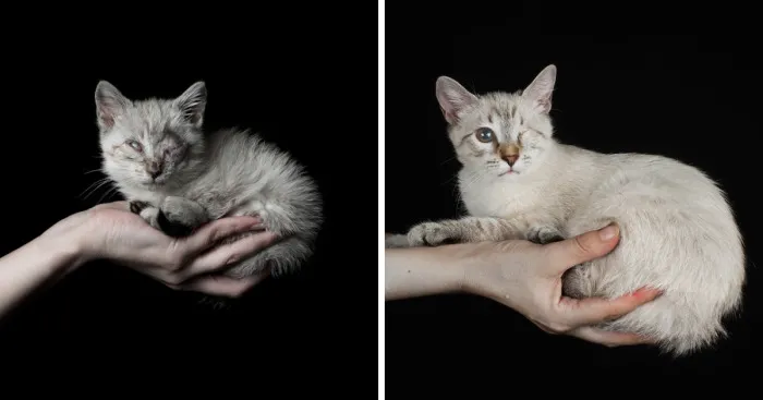 The Impact An Adoption Can Have On An Unlucky Animal
