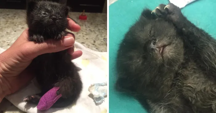 My Name I Billy, I Am 8 Days Old And Had My Foot Amputated
