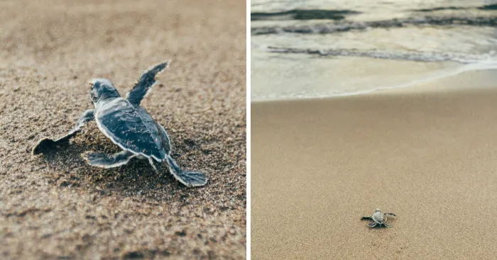 I Photographed A Baby Sea Turtle And It's Cuter Than You Could Have Ever Imagined