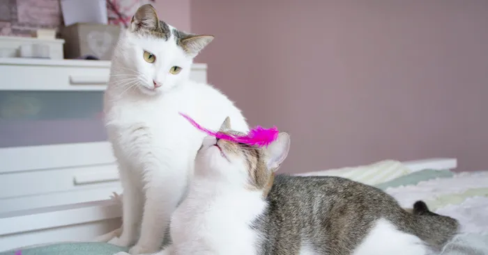 I Photograph Cats To Help Them Get Adopted