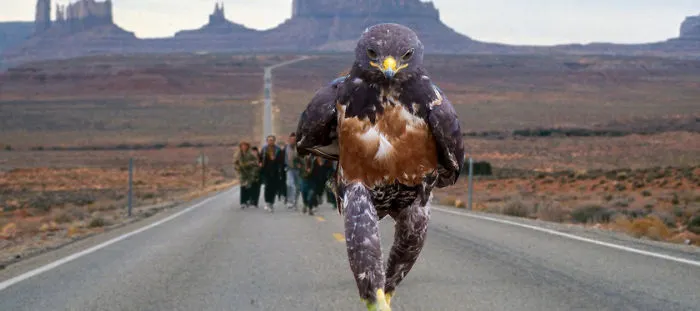 Forrest  Hawk